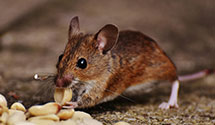 railcar-and-freight-pest-control Experts in Merrill Lynch